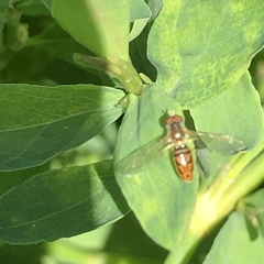 Toxomerus marginatus