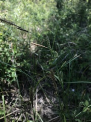Carex pellita
