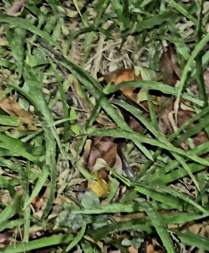 Guanaja Longtail Snake