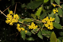 Berberis julianae