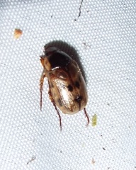 Anomala undulata