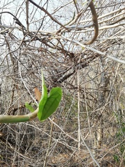 Philodendron hederaceum