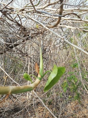 Philodendron hederaceum