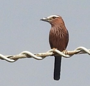 Purple Roller (Coracias naevius), photo 5
