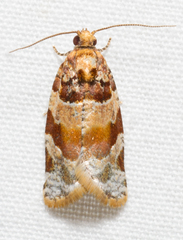 Argyrotaenia kimballi