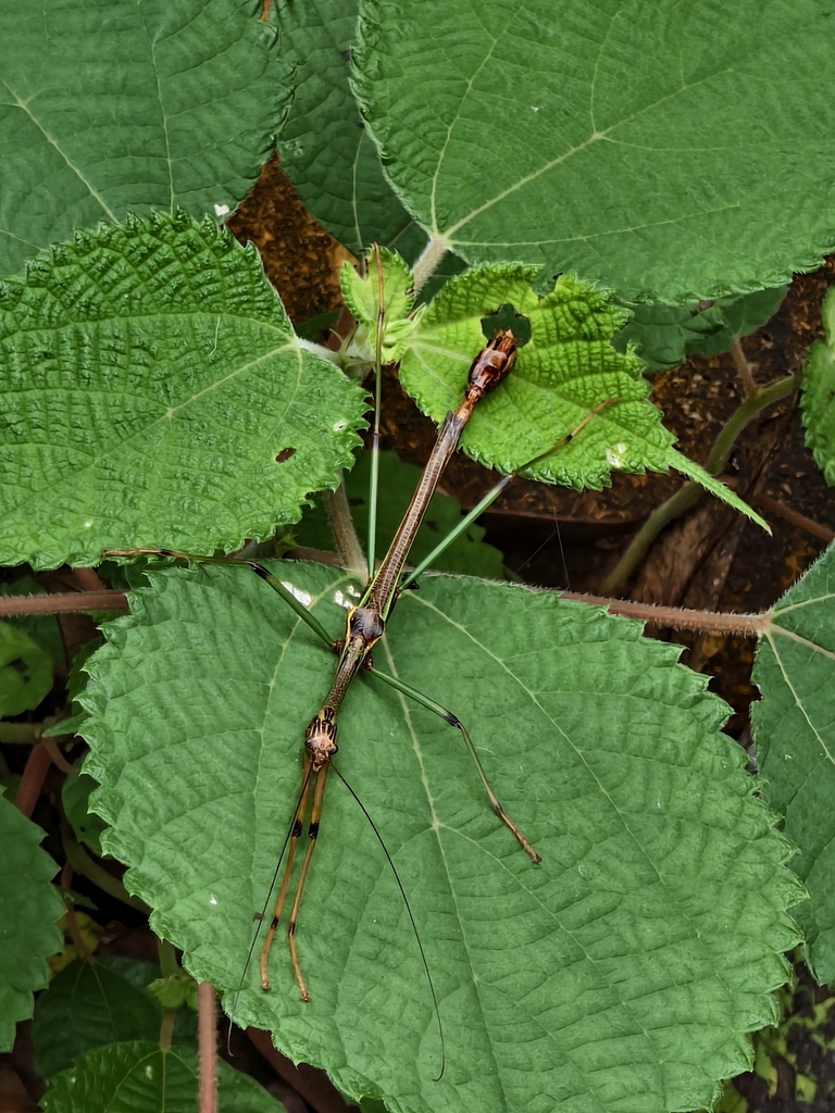 Sinophasma mirabile