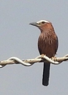 Purple Roller (Coracias naevius), photo 6