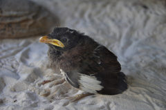 Acridotheres tristis