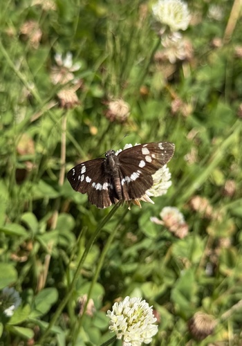 White-banded Flat