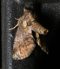Paectes pygmaea
