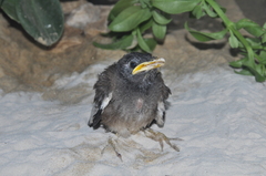 Acridotheres tristis