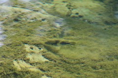 Herichthys pantostictus