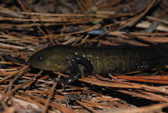 Ambystoma flavipiperatum