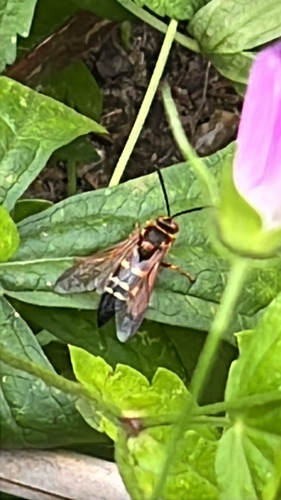 Eastern Cicada-killer Wasp