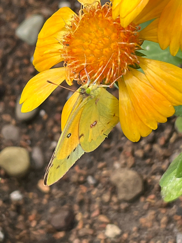 Orange Sulphur