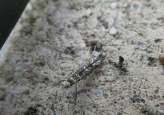 Conopomorpha cyanospila