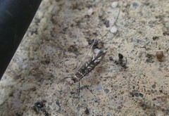 Conopomorpha cyanospila