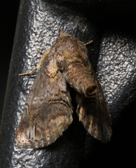 Paectes pygmaea
