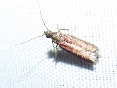 Varneria atrifasciella