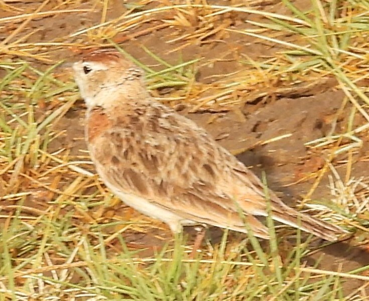 Red-capped Lark (Calandrella cinerea), photo 3