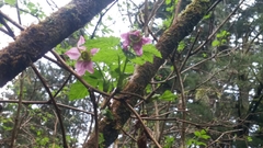 Rubus spectabilis spectabilis