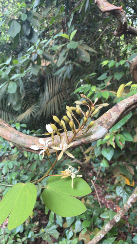 Phanera semibifida observed 2026-06-15