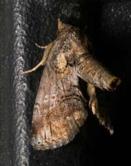 Paectes pygmaea