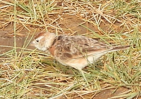 Red-capped Lark (Calandrella cinerea), photo 4