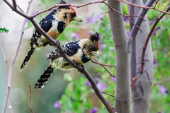 Crested Barbet photo 4
