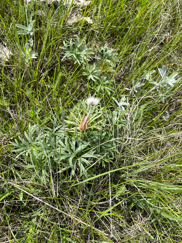 prairie pasqueflower
