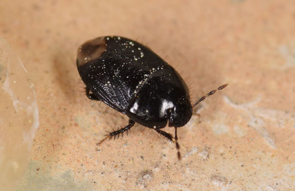 Geotomus ciliatitylus