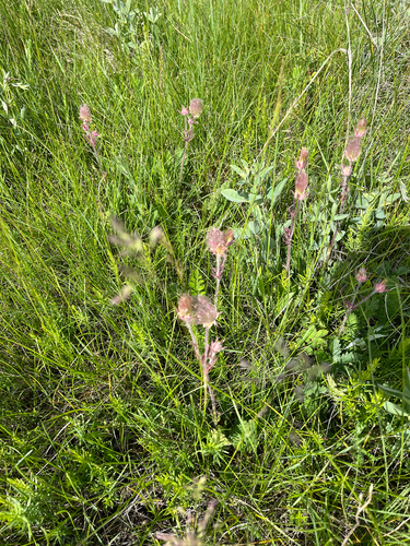 prairie smoke