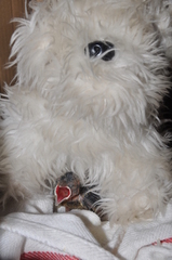 Foudia madagascariensis