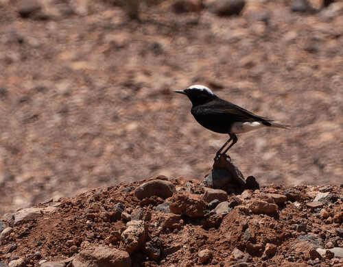 White-crowned Wheatear