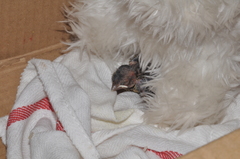 Foudia madagascariensis