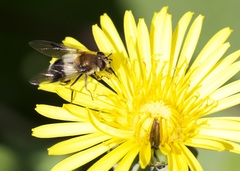Leucozona lucorum