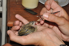Foudia madagascariensis