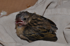 Foudia madagascariensis