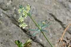 Galium glaucum