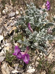Astragalus utahensis