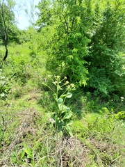 Arnoglossum plantagineum