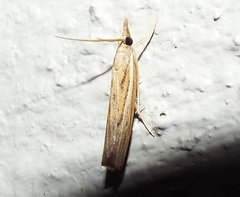 Fissicrambus profanellus