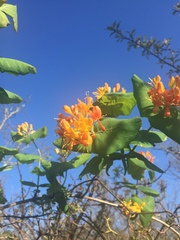 Lonicera flava