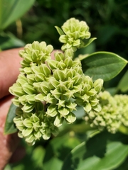 Arnoglossum plantagineum