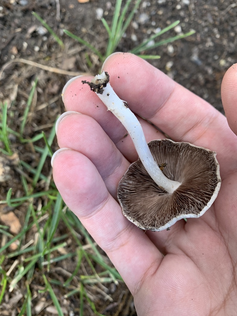 Pale Brittlestem · June 2026 · photo: Photo: (c) Senna Bryce Robeson, some rights reserved (CC BY) · iNaturalist