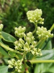Arnoglossum plantagineum