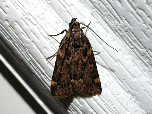 Grease Moth photo 6