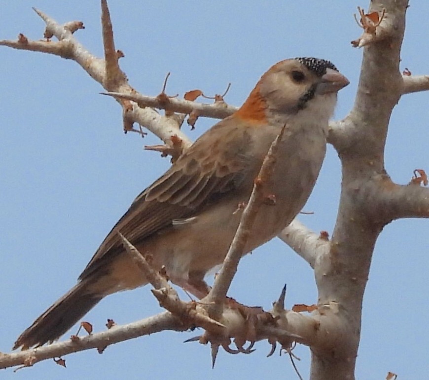 Speckle-fronted Weaver (Sporopipes frontalis), photo 1