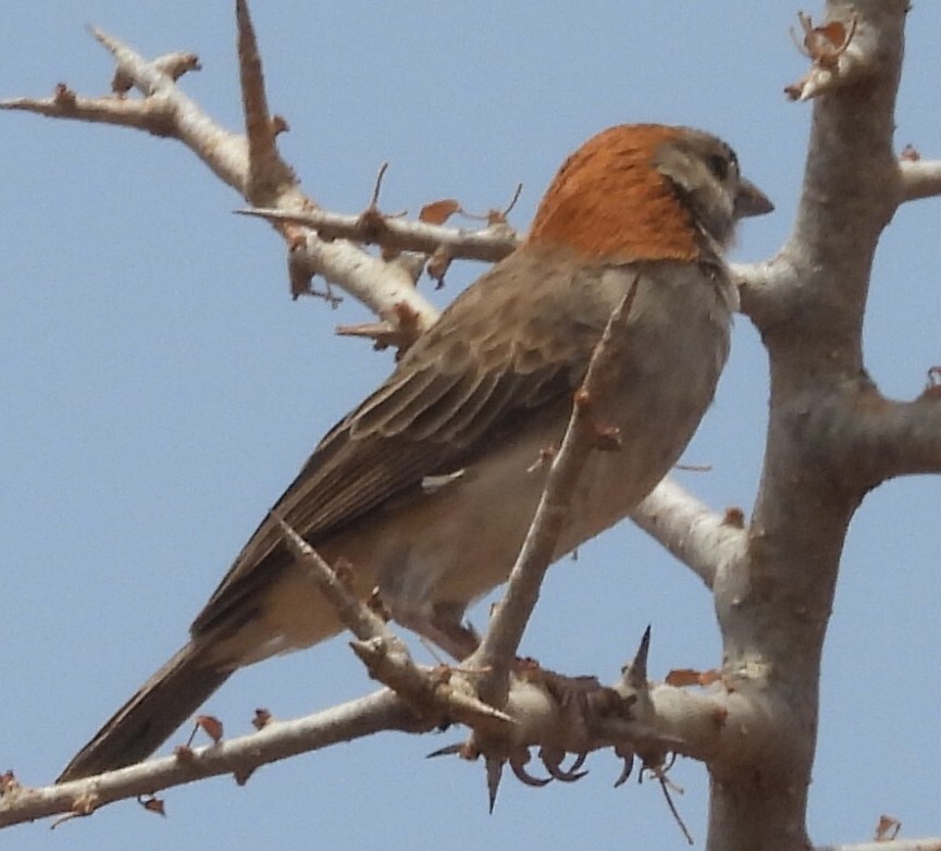 Speckle-fronted Weaver (Sporopipes frontalis), photo 2