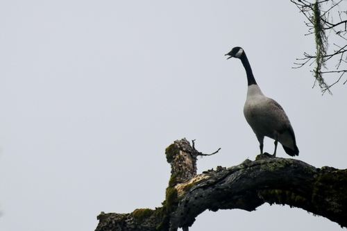 iNaturalist observation photo of Canada Goose